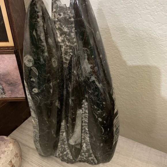 Orthoceras fossil sculpture from Morocco. 5.15lbs - Picture 5 of 6